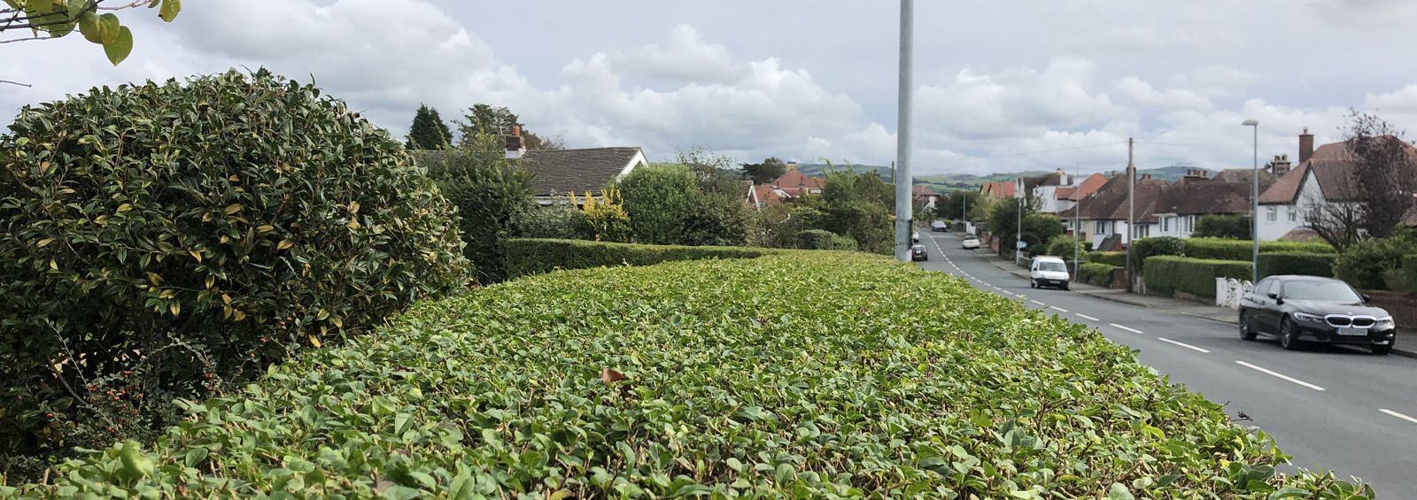 tree bush maintenance trimming cutting conwy