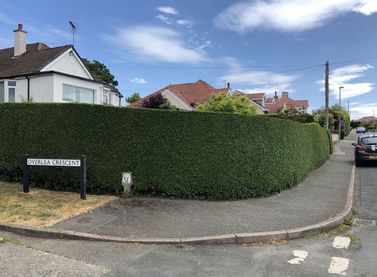 hedge trim conwy