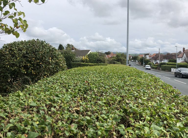 tree bush maintenance trimming cutting conwy